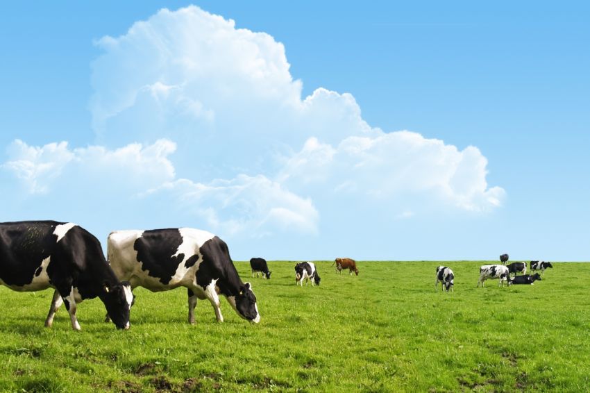 Landbouw Kemp machines